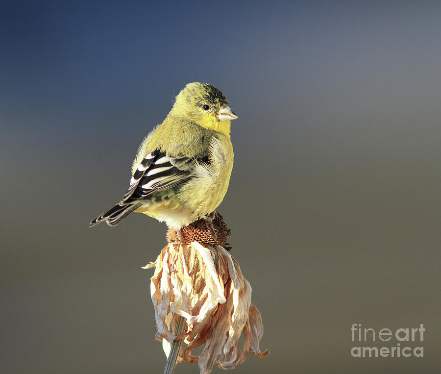 Lesser Goldfinch #7 Photograph by Gary Wing