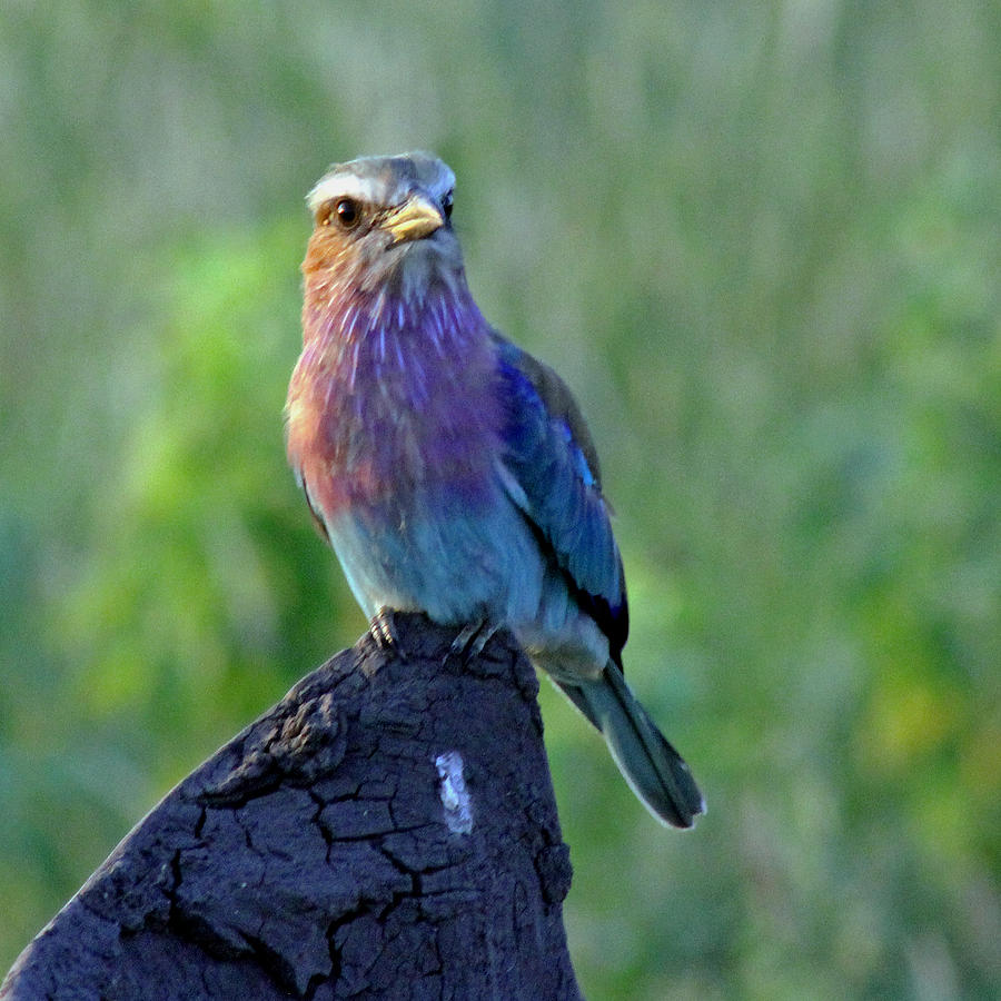 Feather Photograph - Lilac Breasted Roller #7 by Tony Murtagh