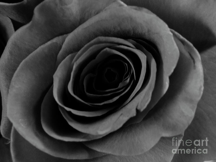 Macro Rose #7 Photograph by FineArtRoyal Joshua Mimbs