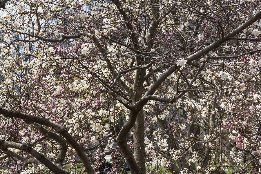 Magnolia Trees #7 Photograph by Robert Ullmann