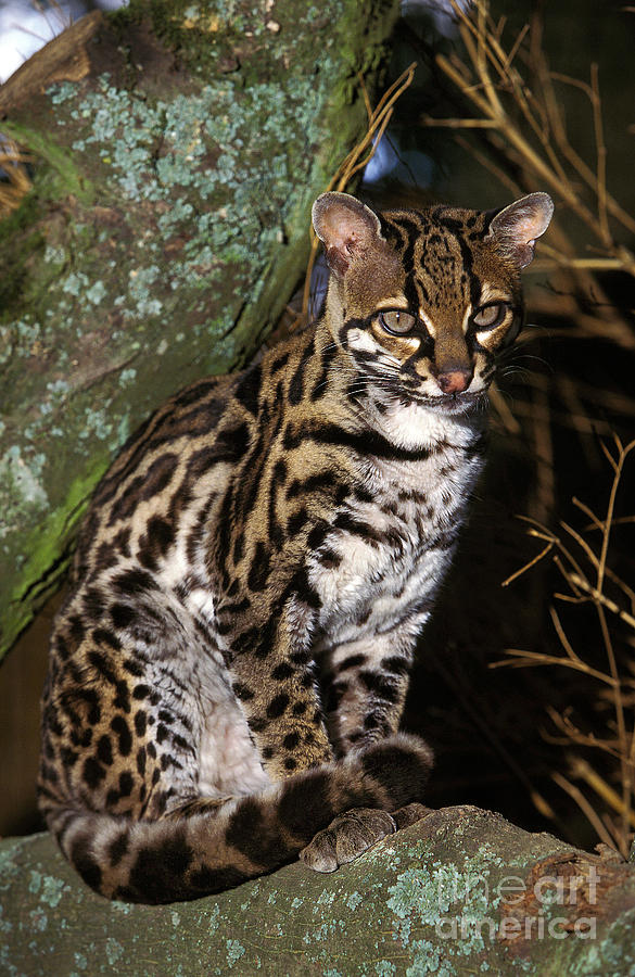 Margay Cat Leopardus Wiedi Photograph By Gerard Lacz
