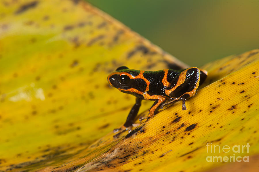 Mimic Poison Arrow Frog #7 Photograph by Francesco Tomasinelli
