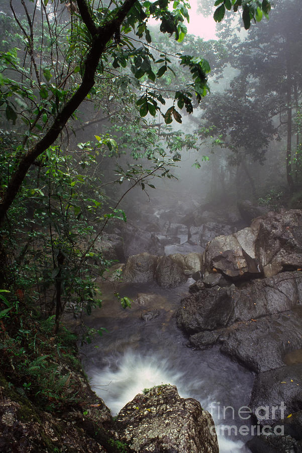 Misty Rainforest El Yunque #7 Photograph by Thomas R Fletcher
