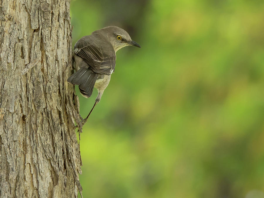 Mockingbird #8 Photograph by Tam Ryan