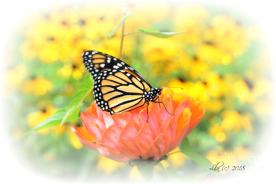 Monarch Butterfly #7 Photograph by Lila Fisher-Wenzel