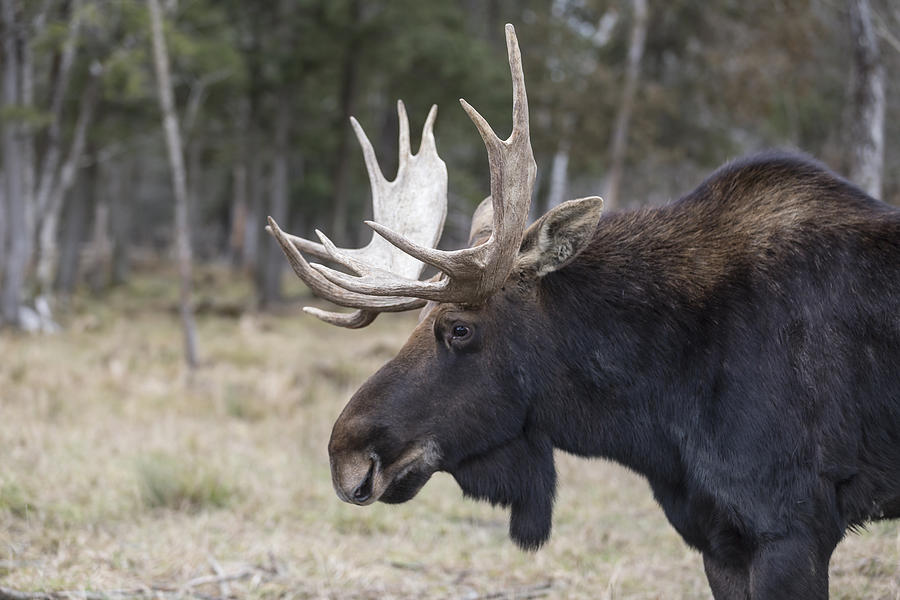 Moose #7 Photograph by Josef Pittner