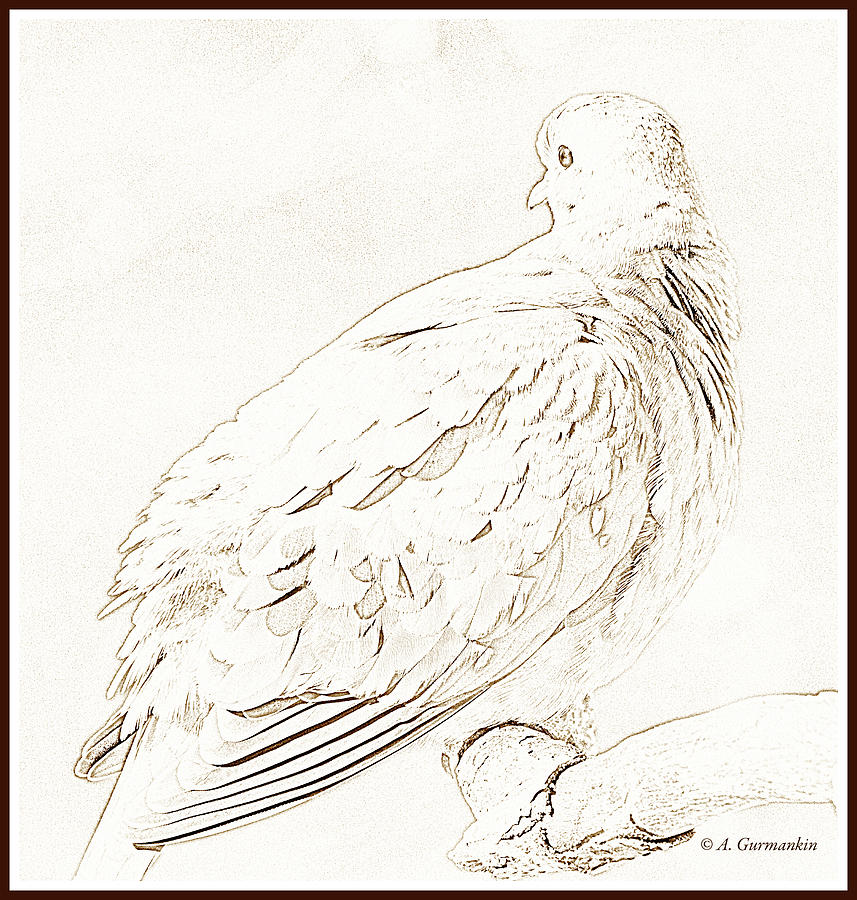 Mourning Dove, Animal Portrait #7 Photograph by A Macarthur Gurmankin