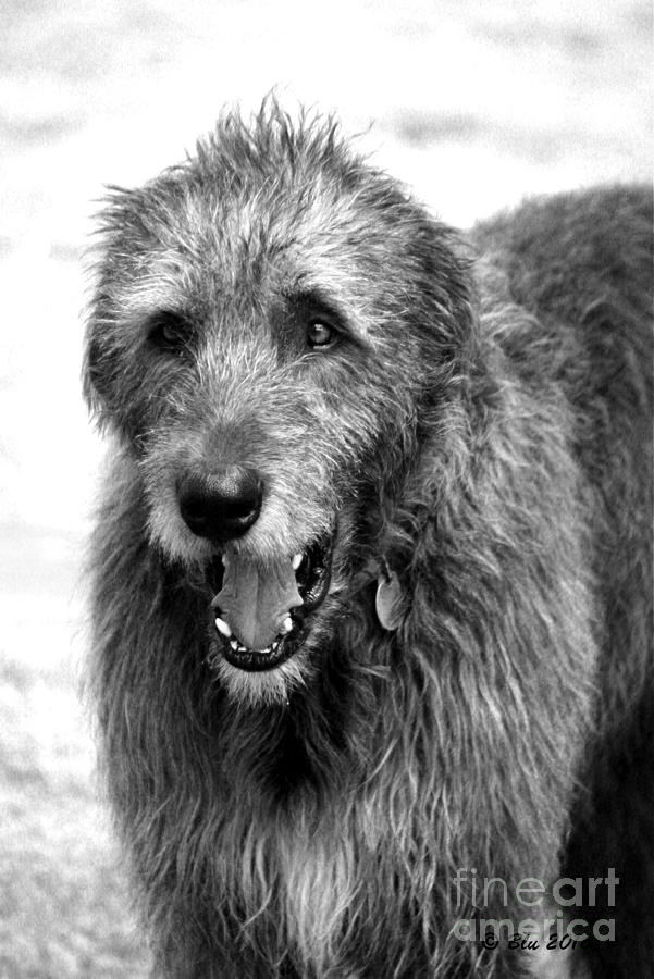 Wolfhounds Photograph - Murphy  #7 by Ann Butler