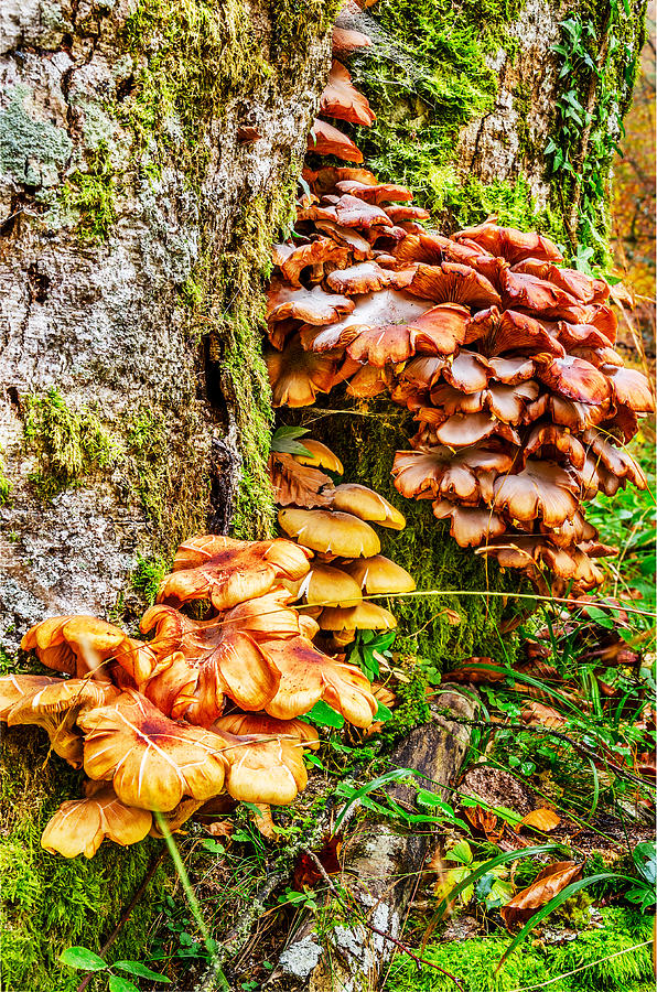 Abstract Photograph - Mushroom #7 by Tilyo Rusev