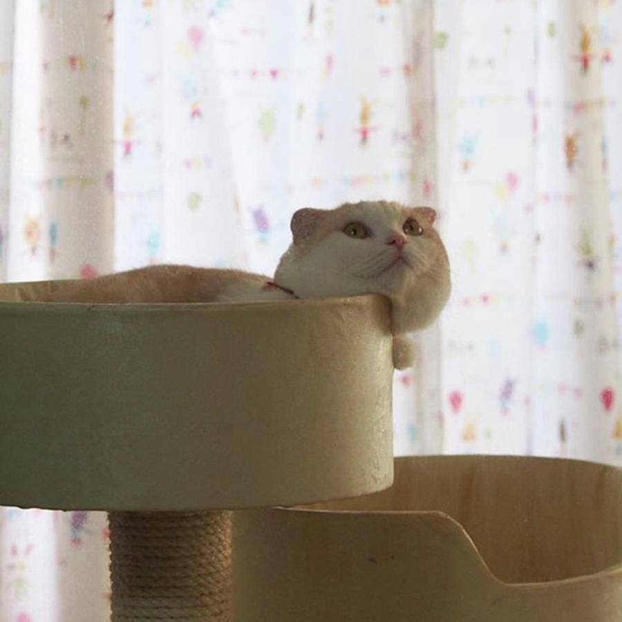 Cat Photograph - ハムスター？🐹
#猫 #ねこ #7 by Miru Yuki