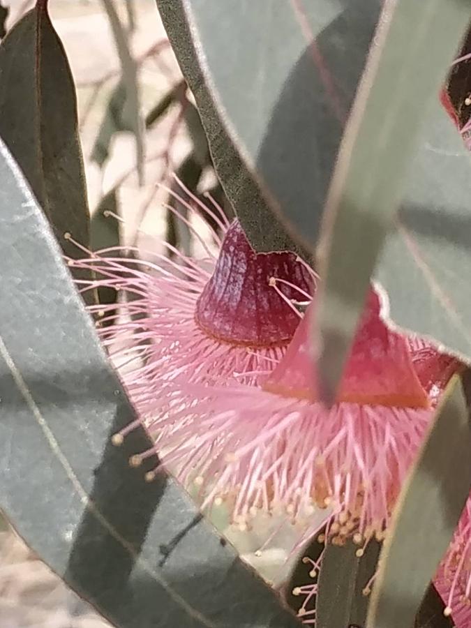 Flower Photograph - Eucalyptus blossoms by Amber Nissen
