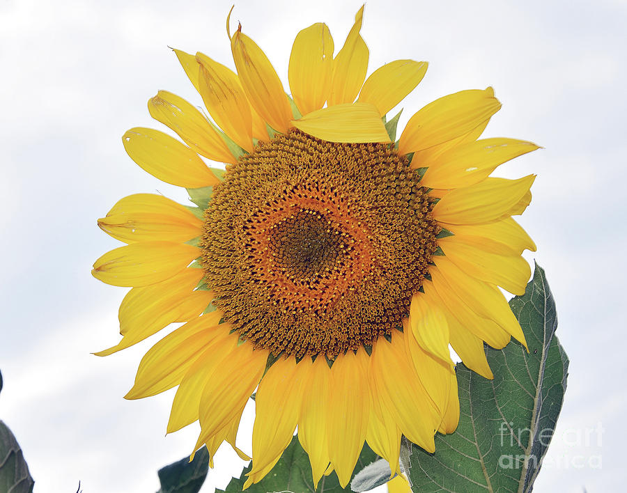 Nice Sunflower Photograph by Elvira Ladocki - Fine Art America