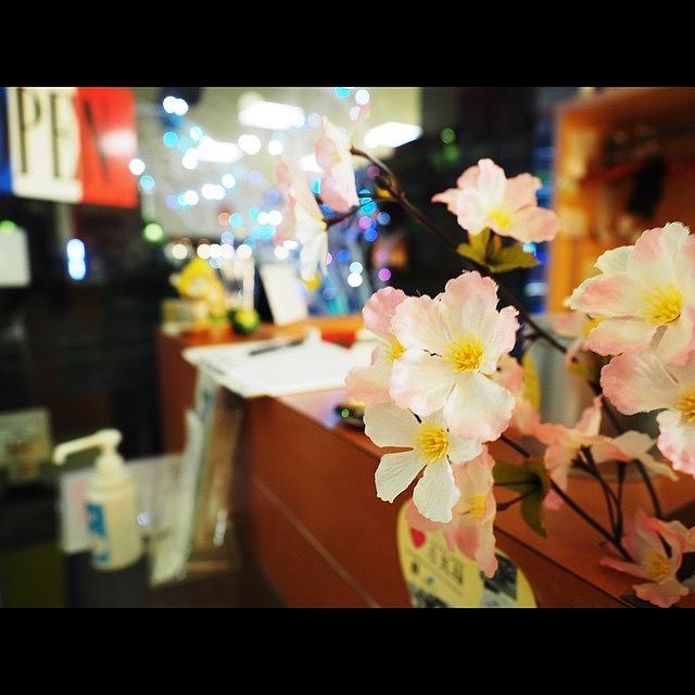 Danbo Photograph - .
こっちは本物の桜🌸
.
 #7 by Kazuta Tomoya