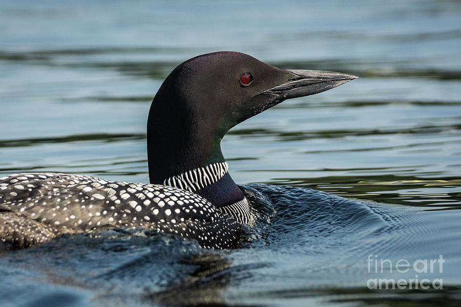 Northern Loon #8 Photograph by Craig Shaknis