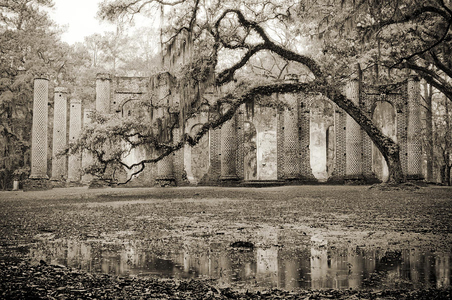 Tree Photograph - Old Sheldon Church Ruins #7 by Dustin K Ryan