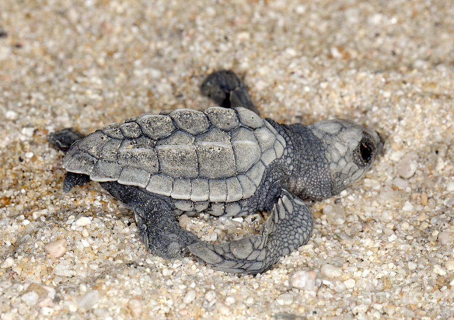 Olive Ridley Sea Turtle - Lepidochelys olivacea #7 Photograph by Anthony Totah