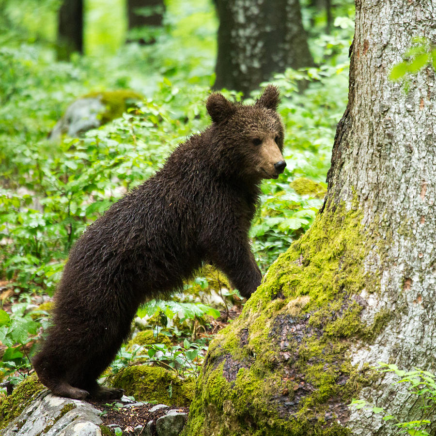 One year old Brown Bear in Slovenia #7 Photograph by Ian Middleton
