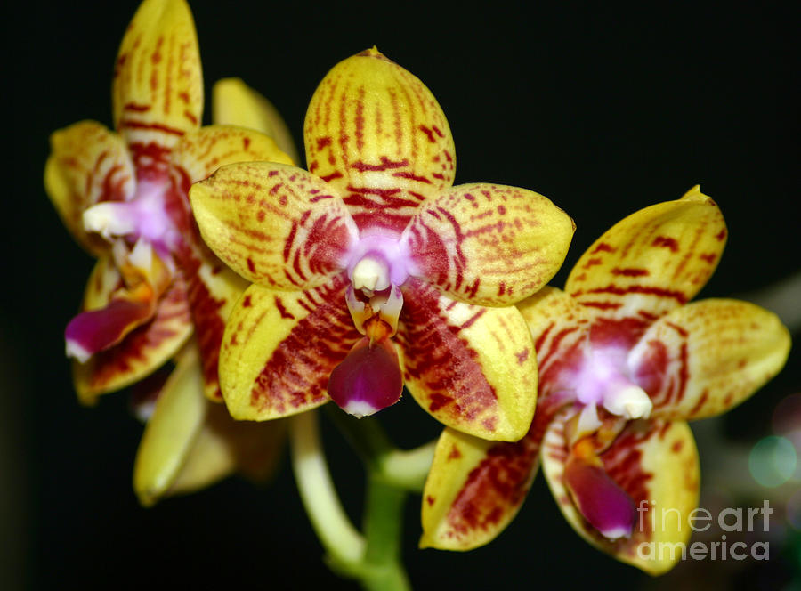 Orchid Photograph - Orchid #7 by Wally  Franiel