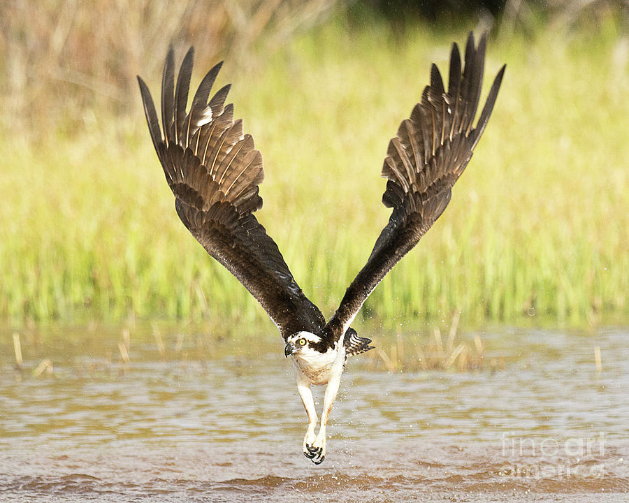 Osprey Hunting #6 Photograph by Dennis Hammer