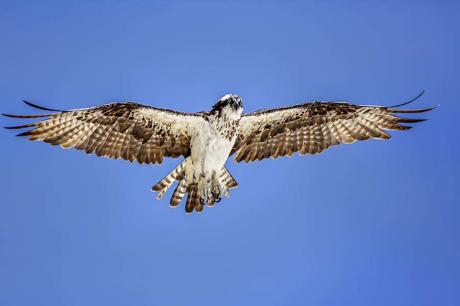 Osprey #7 Photograph by Peter Lakomy