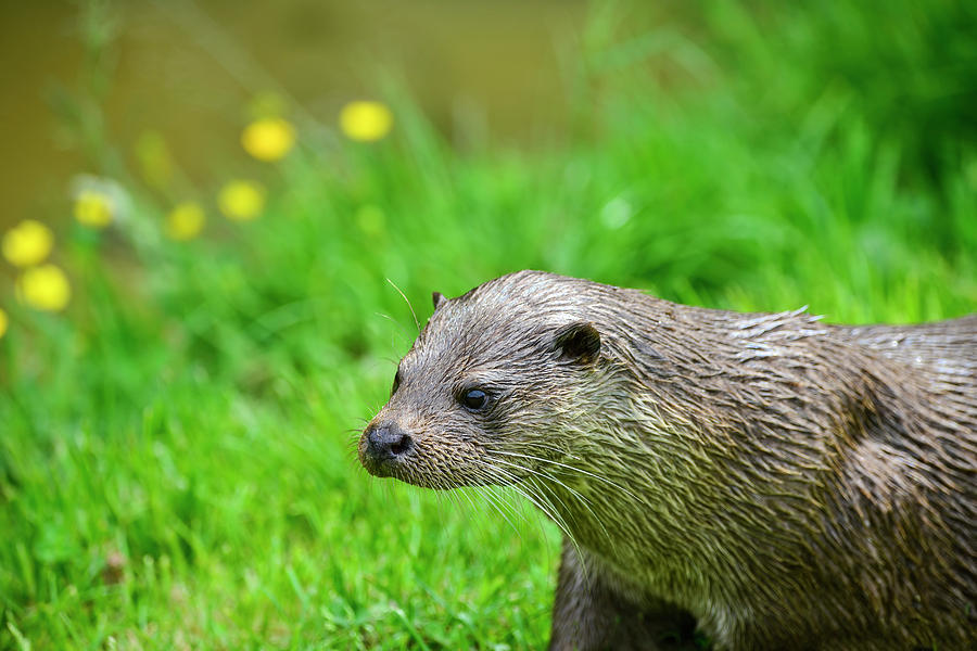 Otters on riverbank in lush green grass of Summer in sunlight ...