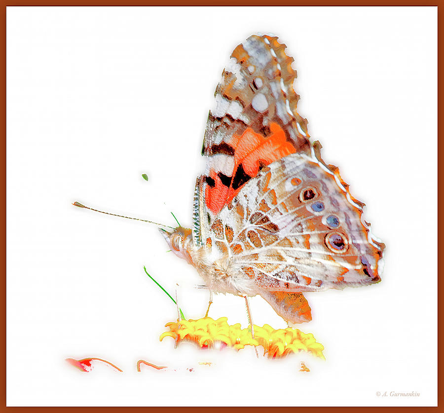 Painted Lady Butterfly on Zinnia Flower #7 Digital Art by A Macarthur Gurmankin