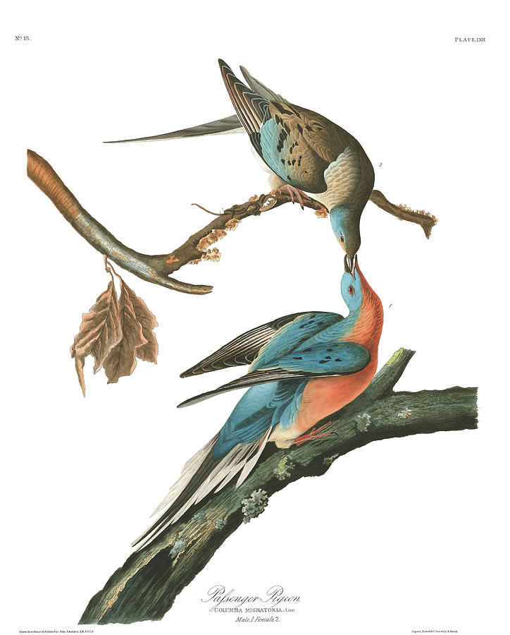 John James Audubon Painting - Passenger Pigeon #7 by John James Audubon