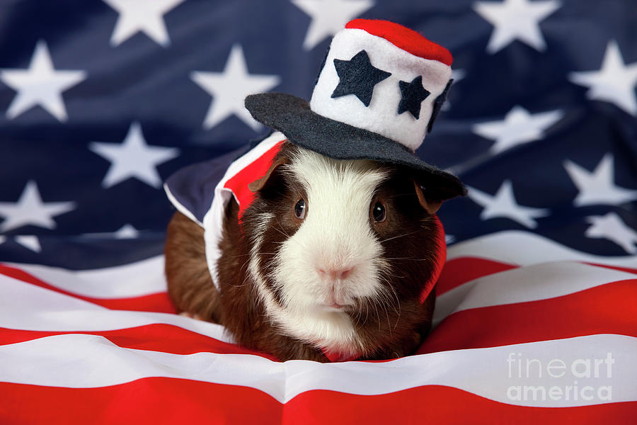 Patriotic American Guinea Pig #7 Photograph by Anthony Totah