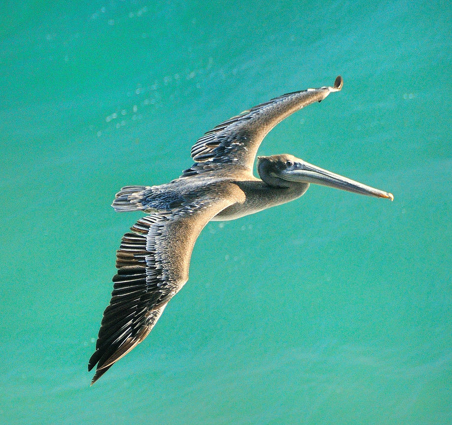 Pelican Photograph by Marc Bittan