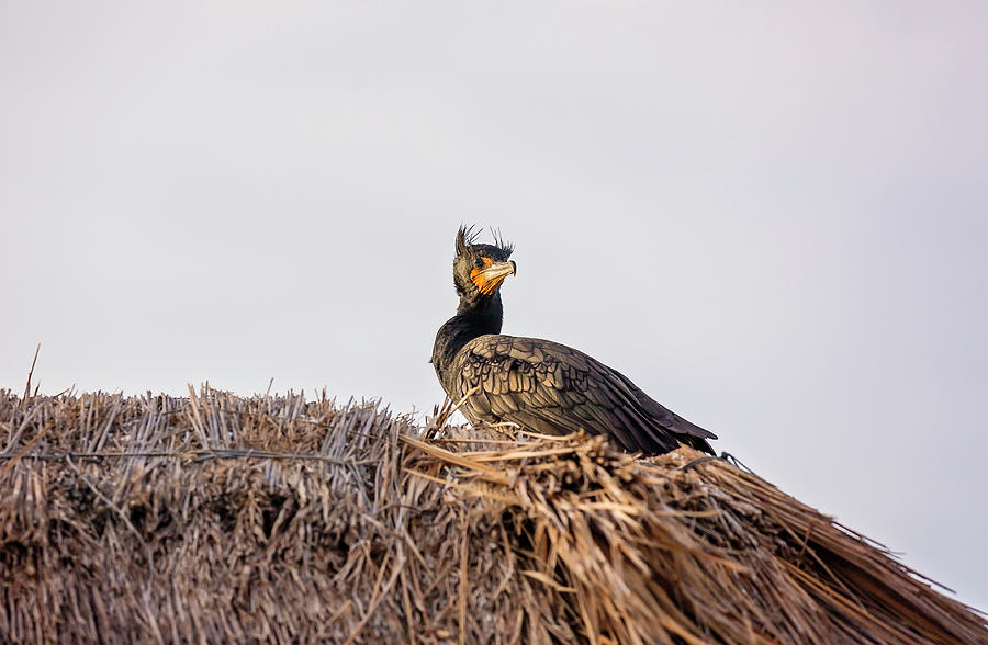 Pelican #7 Photograph by Peter Lakomy