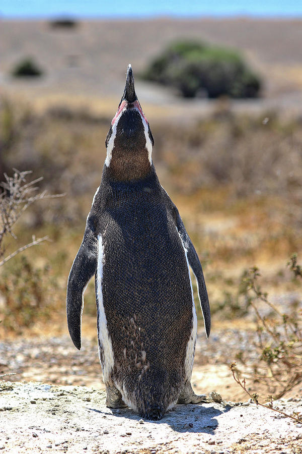 Penguins Tombo Reserve Puerto Madryn Argentina #7 Photograph by Paul James Bannerman