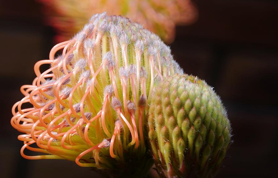 Pincushion Protea #7 Photograph by Werner Lehmann - Fine Art America