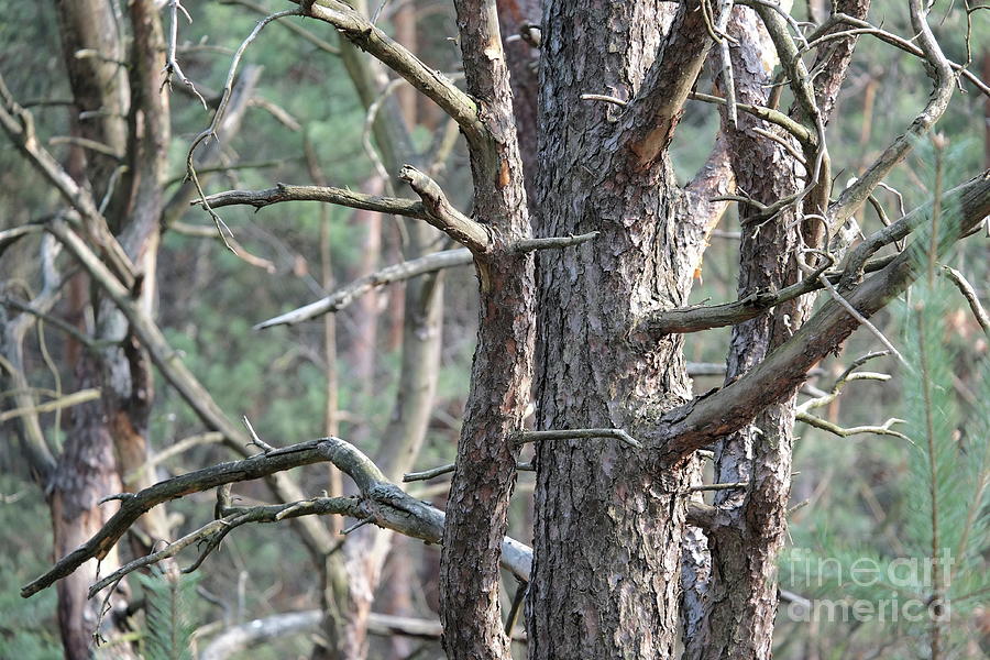 Pine Forest #1 Photograph by Dariusz Gudowicz