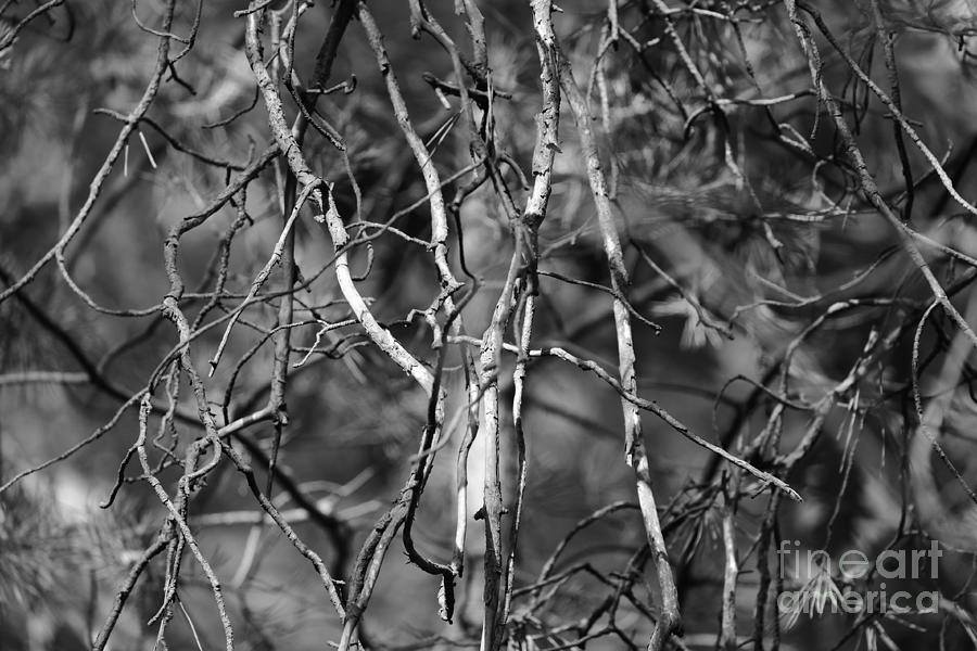 Pine Twigs #8 Photograph by Dariusz Gudowicz