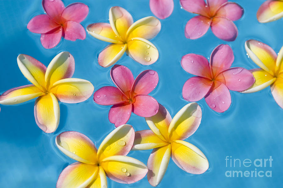 Plumerias Floating #7 Photograph by Ron Dahlquist - Printscapes