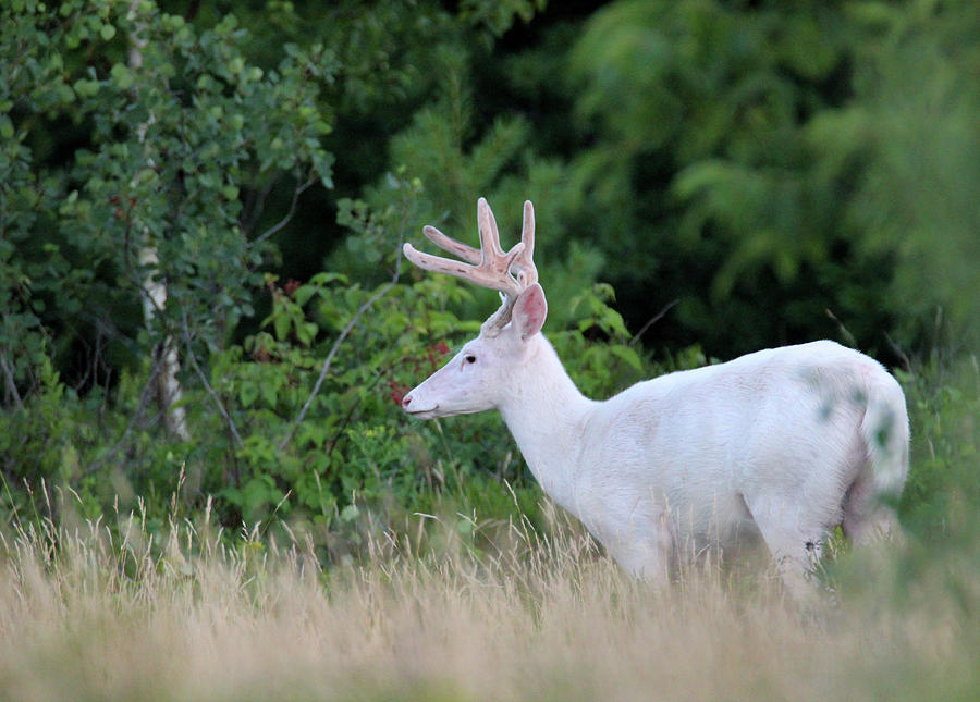 7 Point White Buck Side View Photograph by Brook Burling