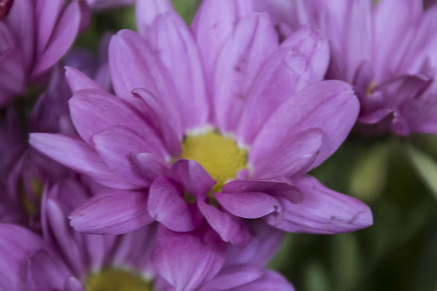 Purple flower #7 Photograph by Susan Jensen