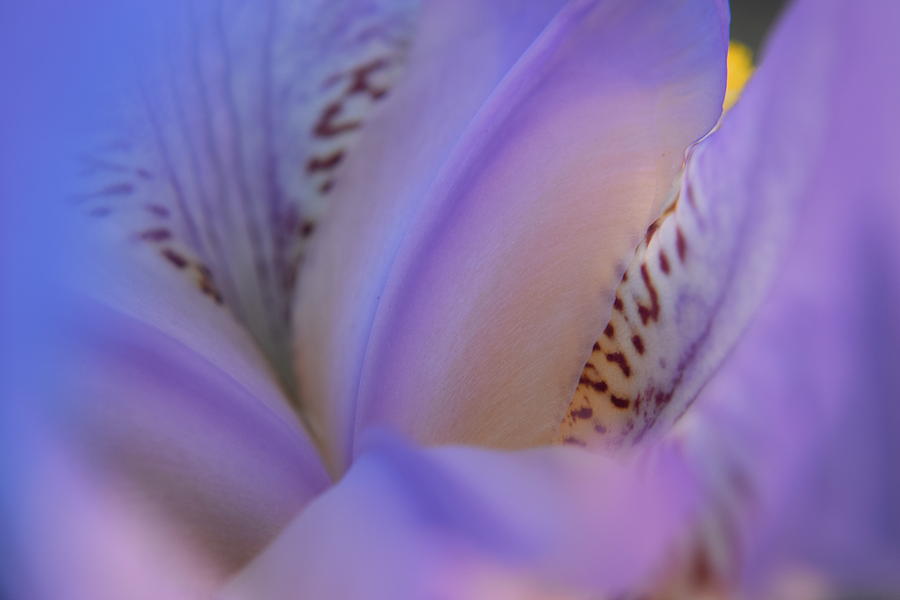 Purple Iris #7 Photograph by Curtis Krusie