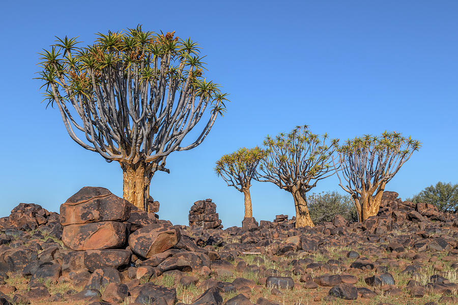 Quiver Tree Forest - Namibia #7 Photograph by Joana Kruse