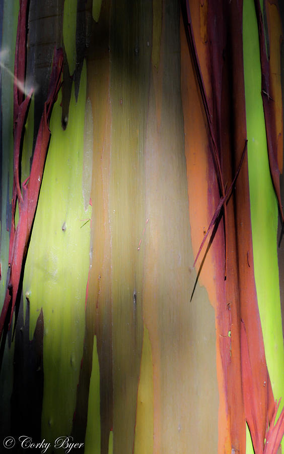 Rainbow Eucalyptus Tree Maui