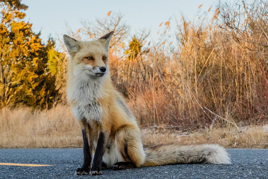 Red fox #7 Photograph by SAURAVphoto Online Store