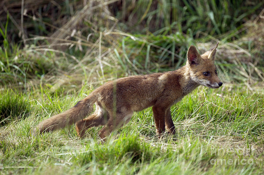 Red Fox Vulpes Vulpes #7 Photograph by Gerard Lacz