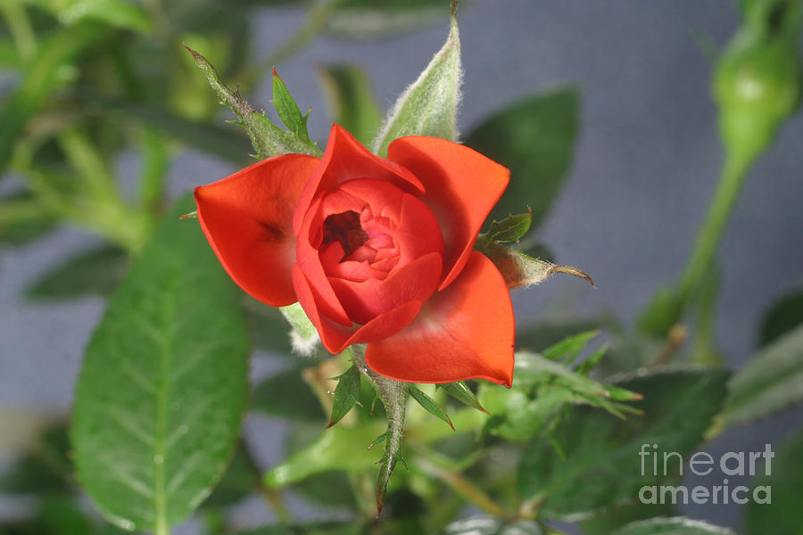 Red Rose Blooming #7 Photograph by Ted Kinsman