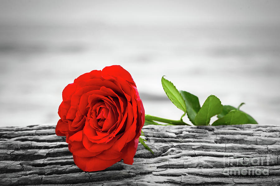 Red rose on the beach. Color against black and white. Love, romance, melancholy concepts. #7 Photograph by Michal Bednarek