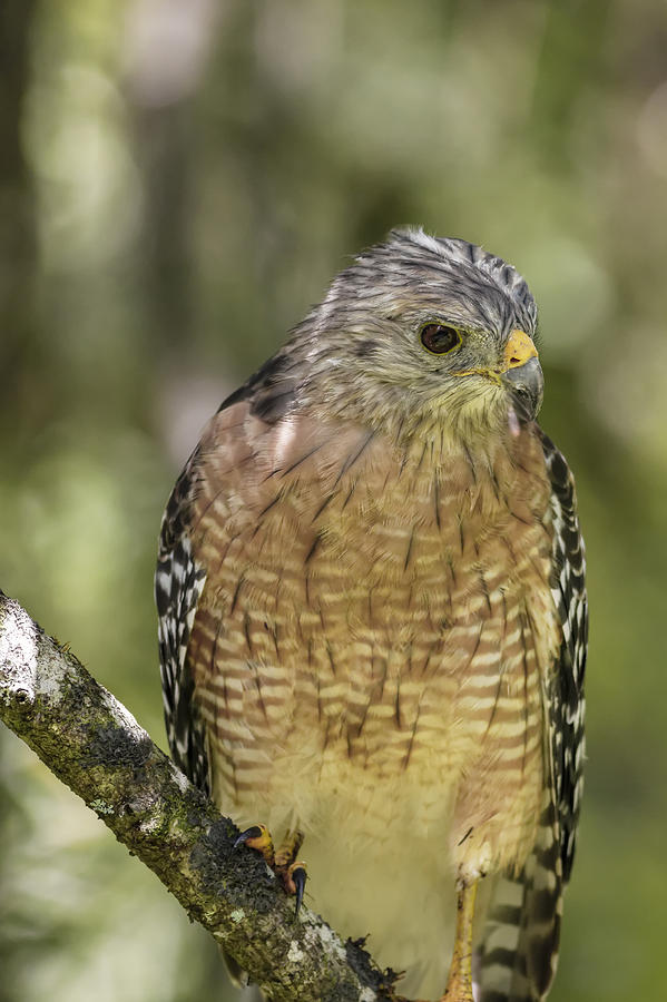 Red-Shouldered Hawk #7 Photograph by Peter Lakomy