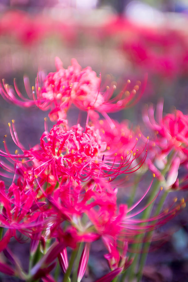 Red Spider Lily Lycoris Radiata Cluster Amaryllis Higanbana Flow Photograph