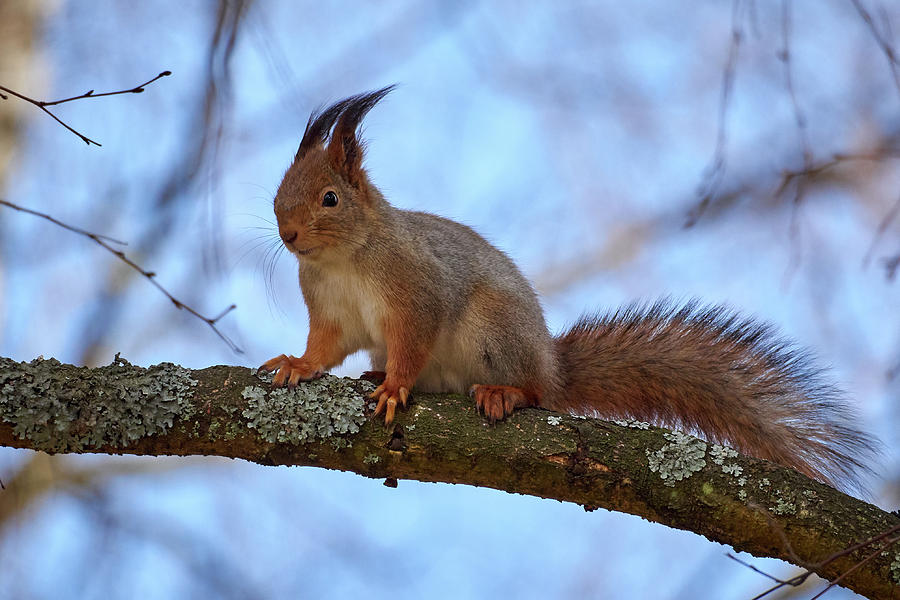 Red squirrel #7 Photograph by Jouko Lehto