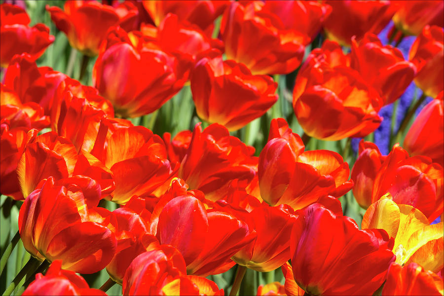 Red Tulips #7 Photograph by Robert Ullmann