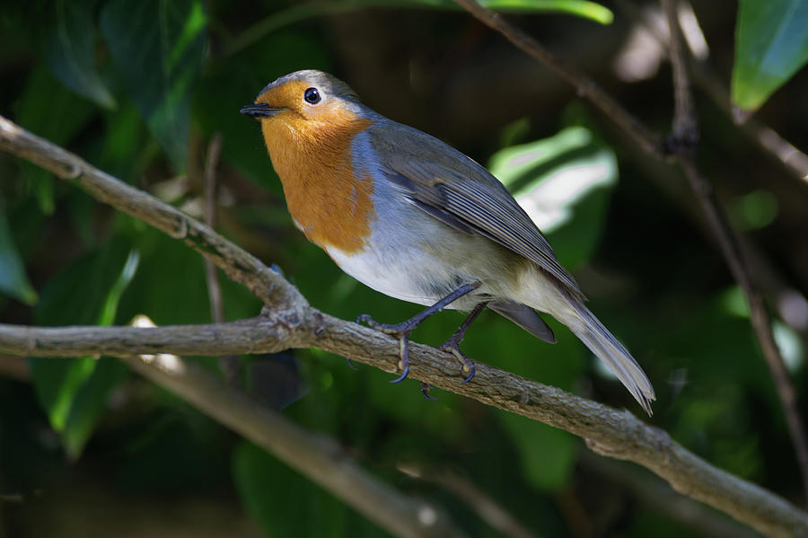 Robin #7 Photograph by Chris Day