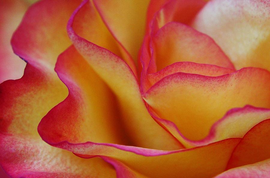 Abstract Photograph - Rose Abstract #7 by Carol Welsh